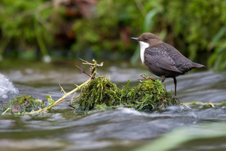 Dipper on a rock © Tom Marshall