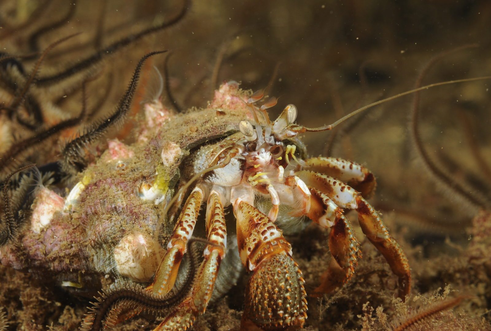 New snorkel trail launched in North Harris | Scottish Wildlife Trust