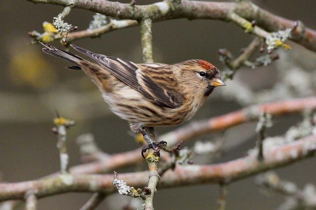 Lesser Redpoll © Margaret Holland