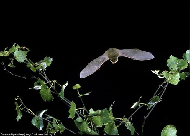 Pipistrelle © Hugh Clarke