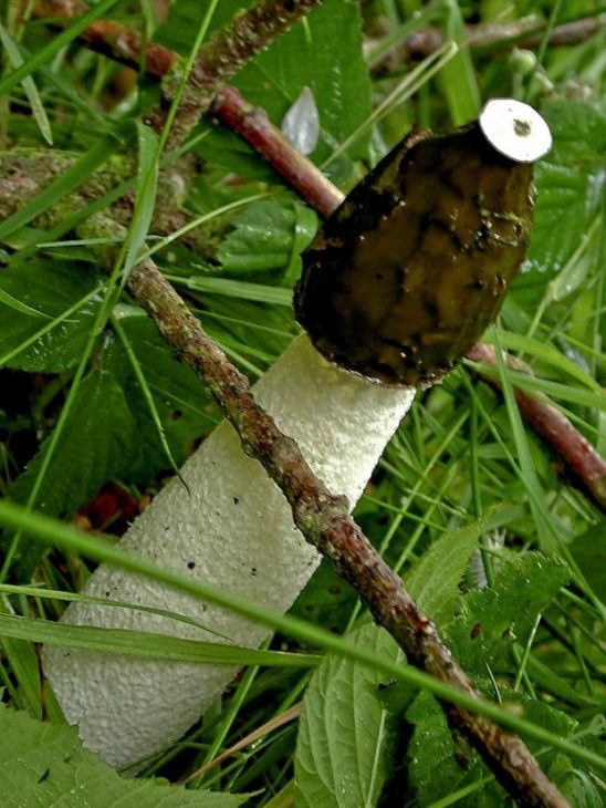 Stinkhorn Mushroom © Credit Les Binns