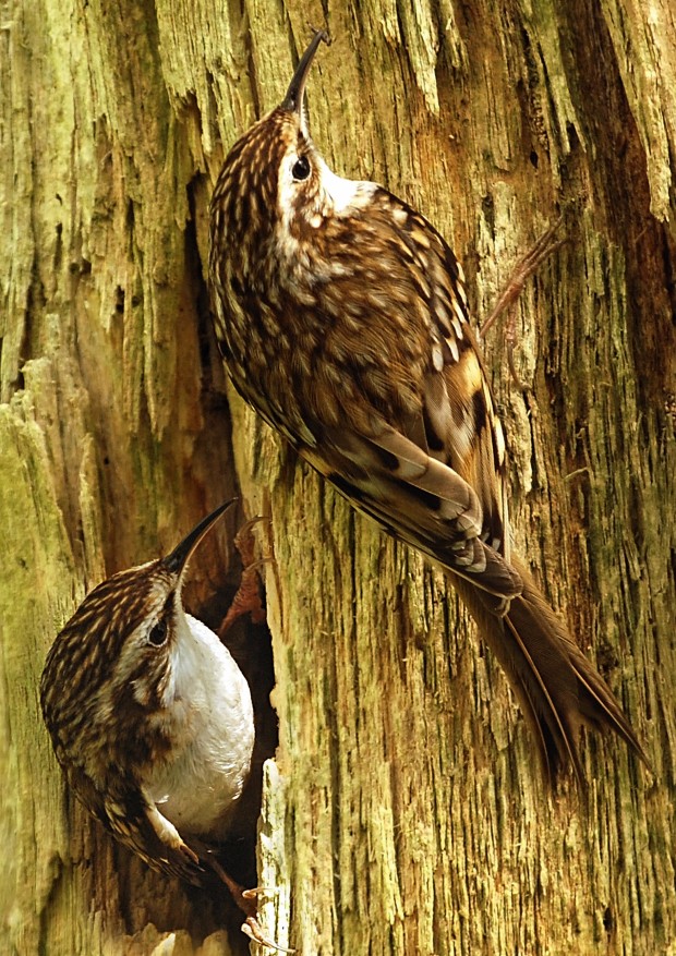 Treecreeper (C) Bob Coyle