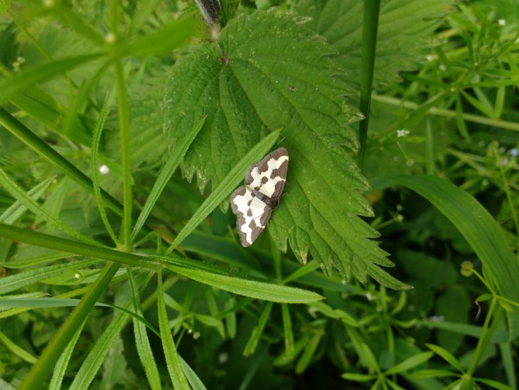 Clouded border moth © Laura Preston