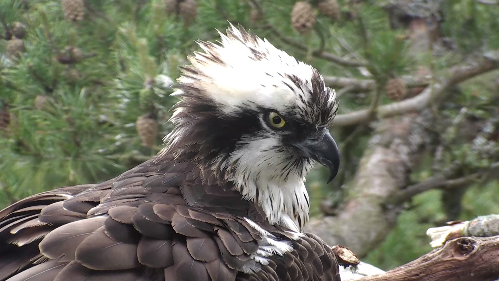 There She Goes Scottish Wildlife Trust