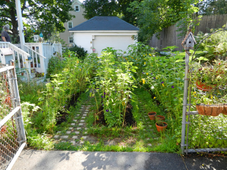 A green front garden (cc) Lake Lou