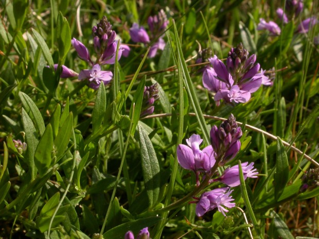 Common Milkwort (C) Philip Precey