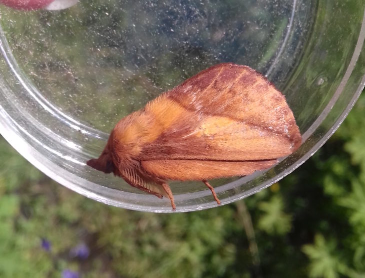 Drinker Moth on Eigg