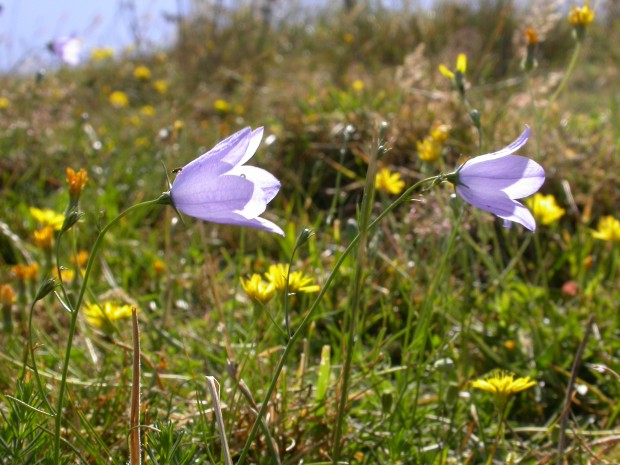 Harebell (C) Bruce Shortland