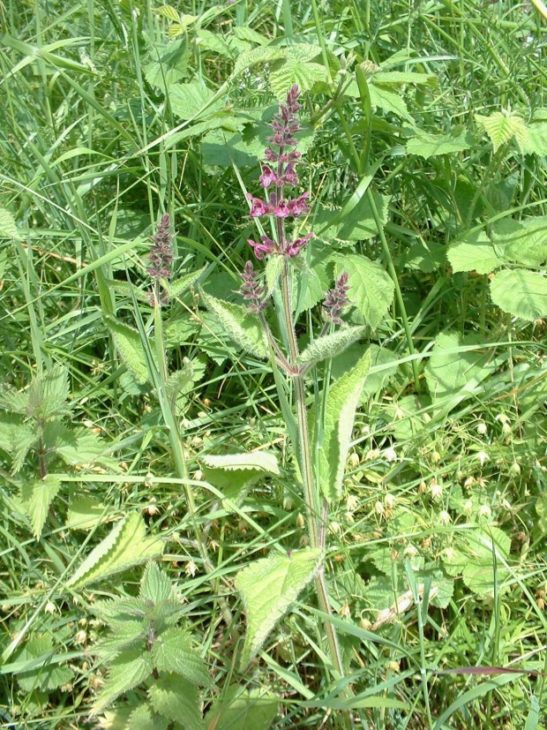 Hedge woundwort (C) Neil Wyatt