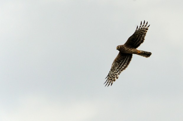 Ringtail Hen Harrier (c) Amy Lewis