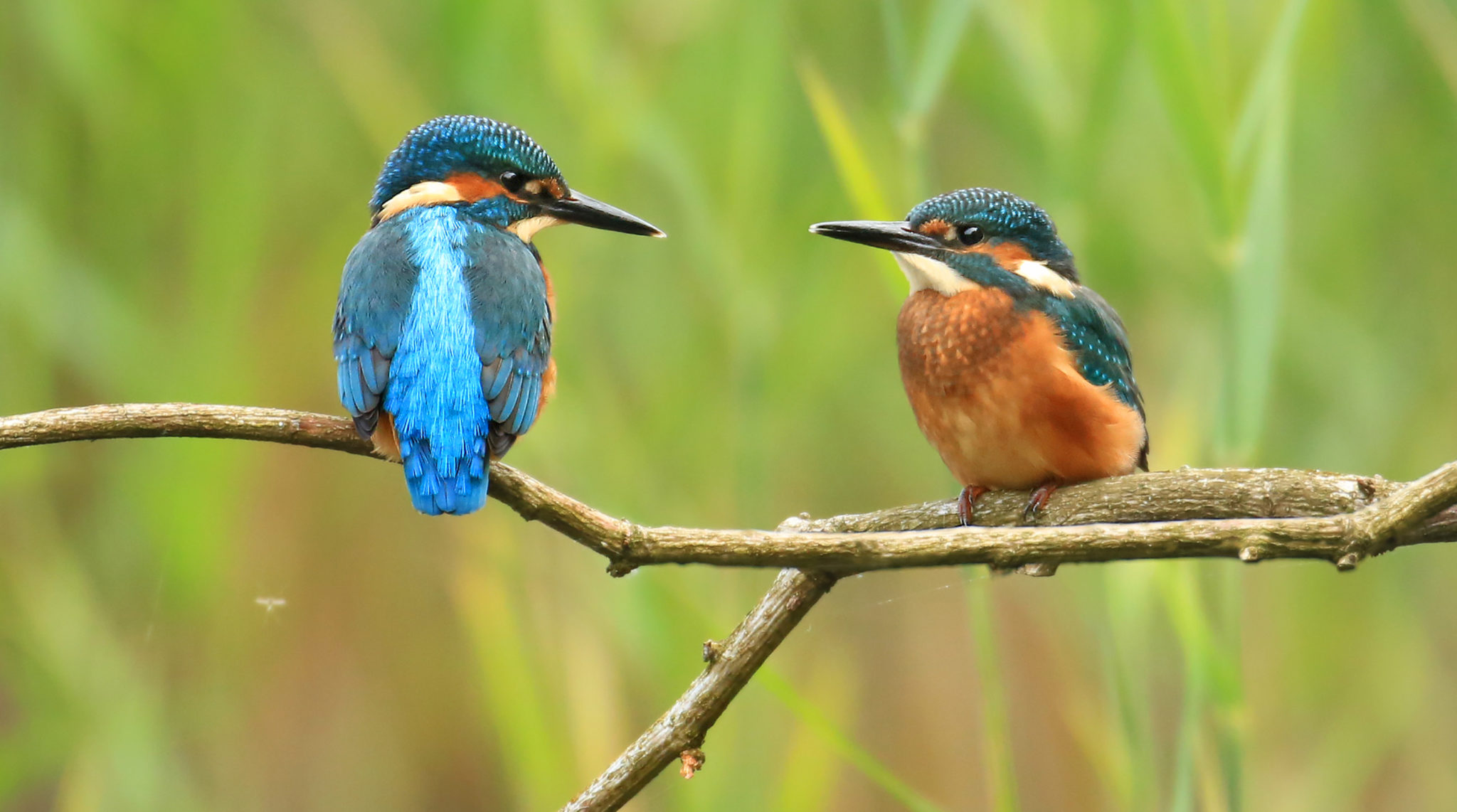 Kingfisher Diet