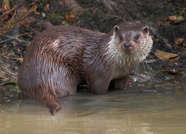 Otter © Elliot Smith