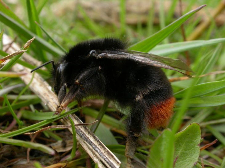 Red-tailed bumblebee © Philip Precey