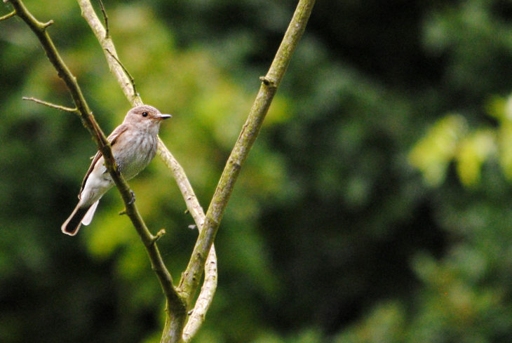 Spotted flycatcher © Amy Lewis