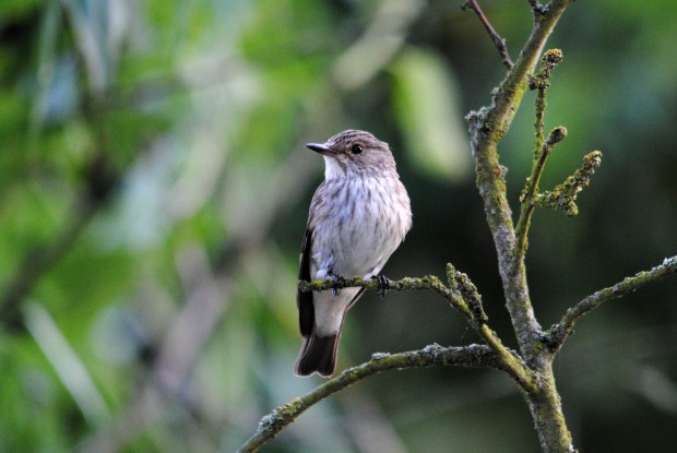 Spotted Flycatcher (C) Amy Lewis