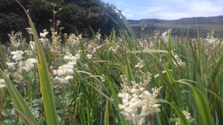 Meadowsweet