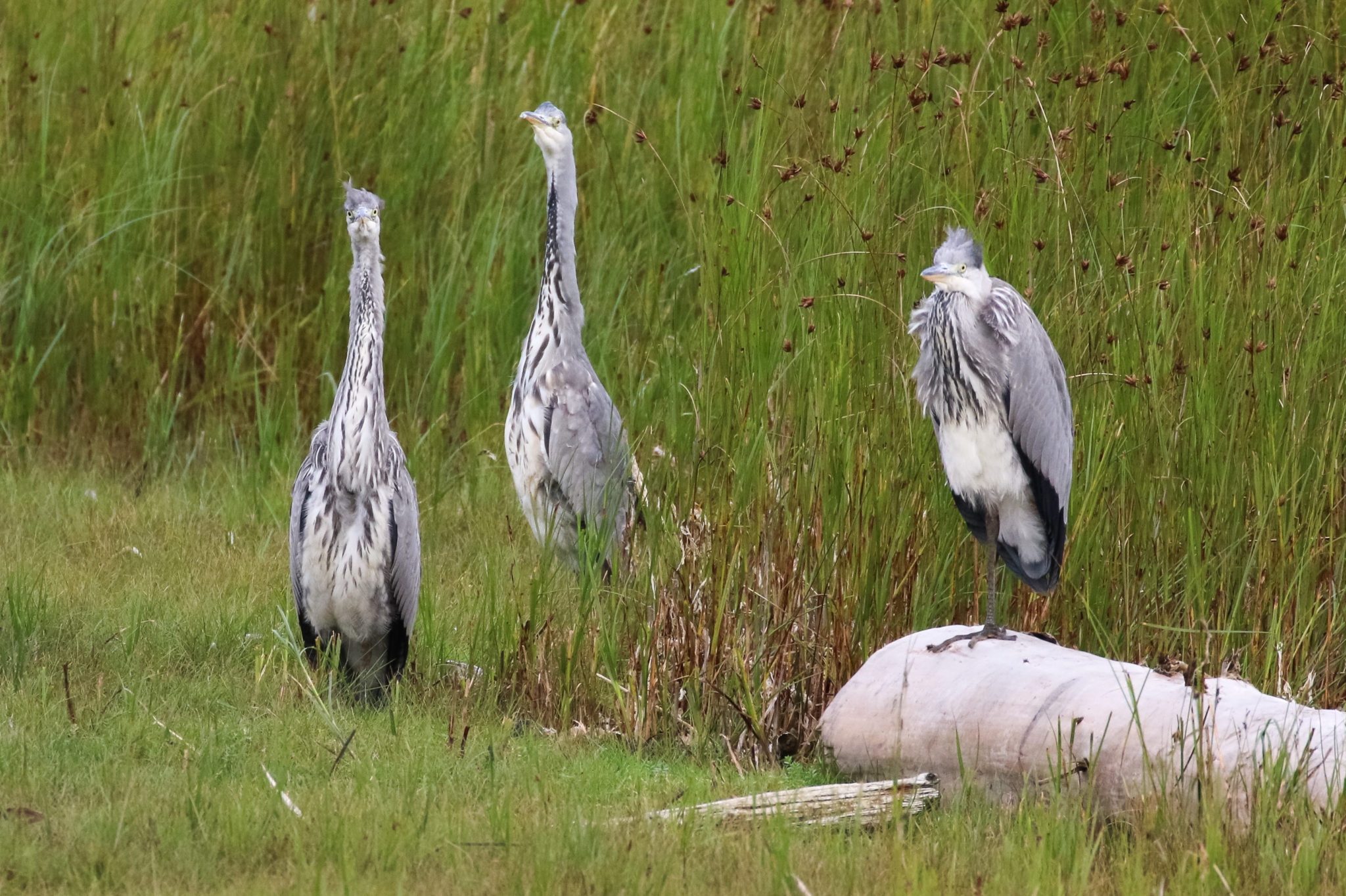 a-siege-of-herons-scottish-wildlife-trust