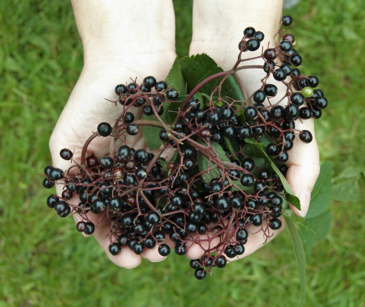 Elderberries © Alan Price