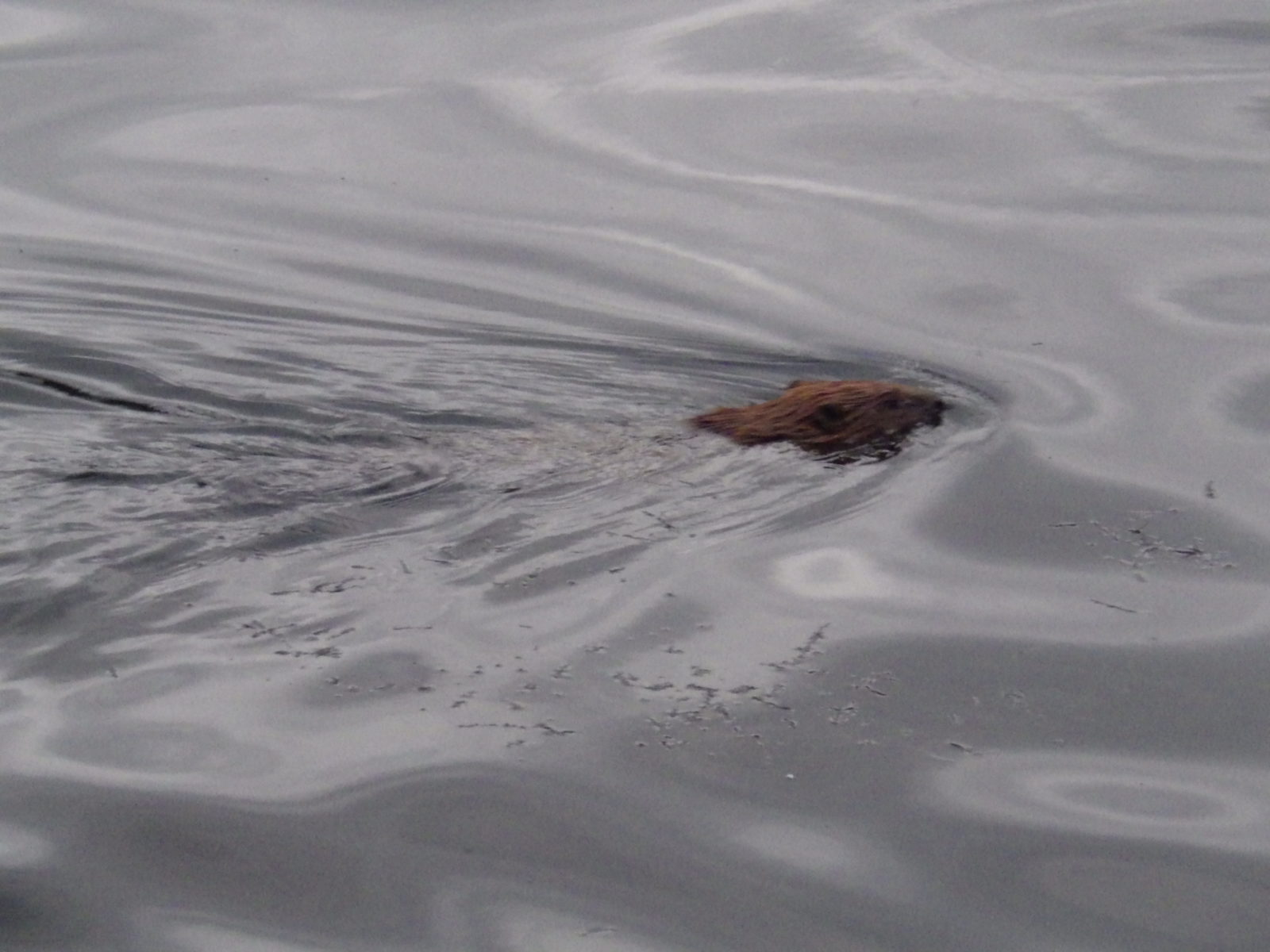 Busy Beavers! | Scottish Wildlife Trust