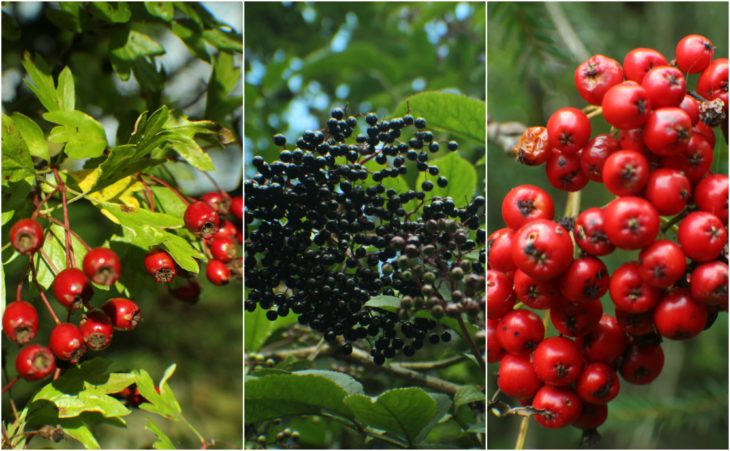 Hawthorn, Elder, Rowan ©Carina Marcussen