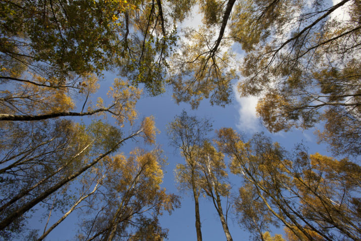 Birch in autumn © Paul Hobson