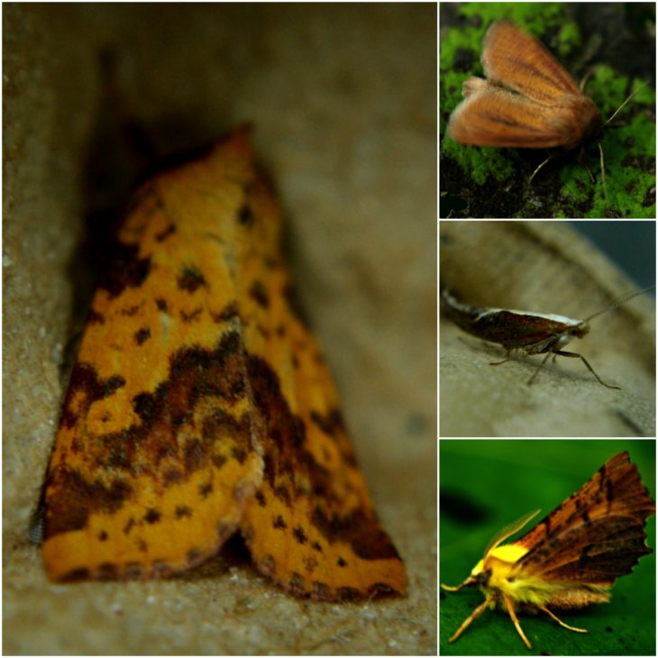 From left: Pink Barred Sallow, Small Wainscot, Honeysuckle Moth, Canary Shouldered Thorn Moth