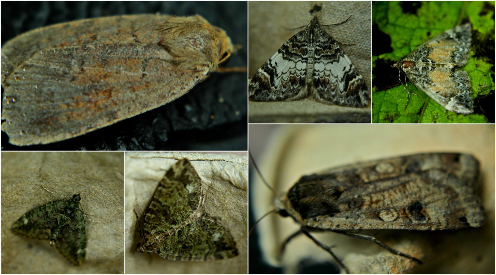 Falls of Clyde Highlight of the Week: Moth Trapping | Scottish Wildlife ...