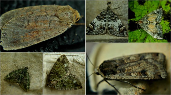 Top left: Barred Chestnut, Dark Marbled Carpet, Common Marbled Carpet. Bottom left: Red Green Carpet, July Highflyer, Large Yellow Underwing