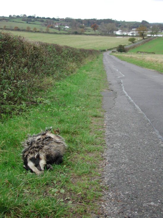 Dead badger by the roadside © Philip Precey