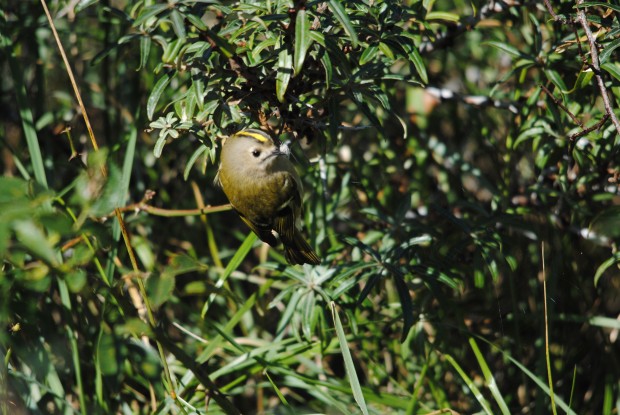 Goldcrest (C) Amy Lewis