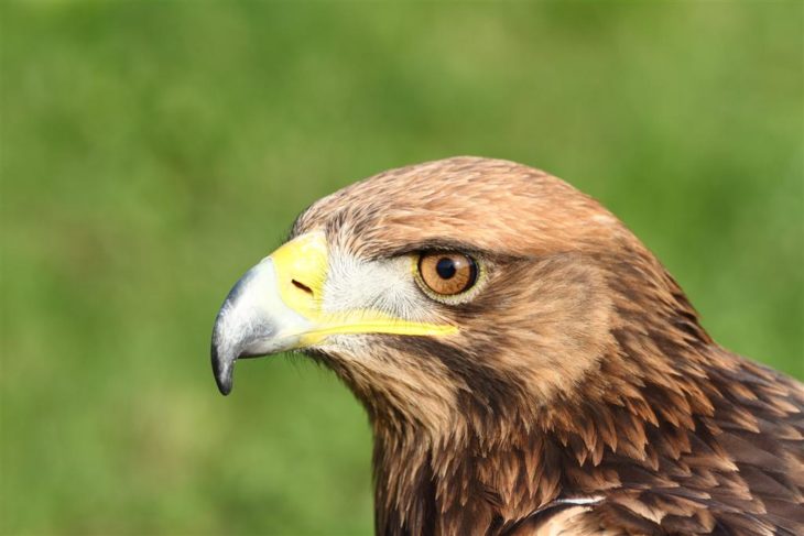 Golden Eagle © Steve Davis