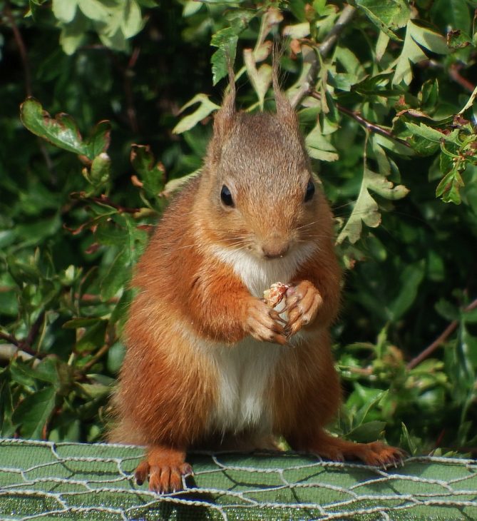 red squirrel