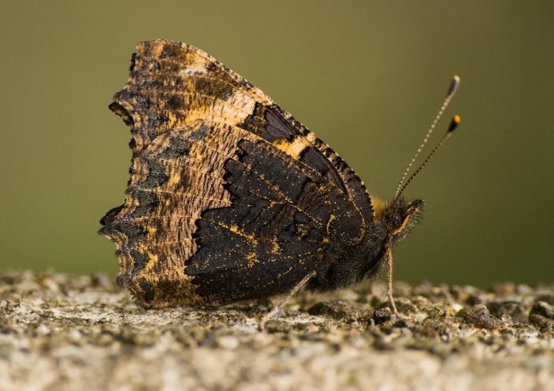 Small tortoiseshell © Bob Coyle