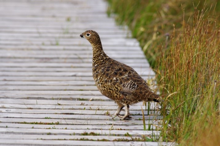 Red grouse © Maria Solé