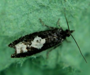 Epinotia Trigonella