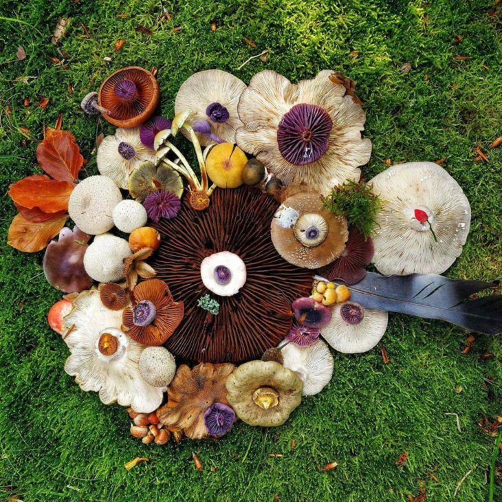 Mushroom Art ©Marie Schandorf Halberg