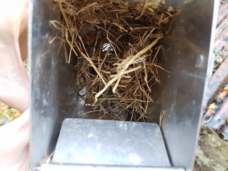 Wood mouse caught in Longworth trap ©Carina Marcussen