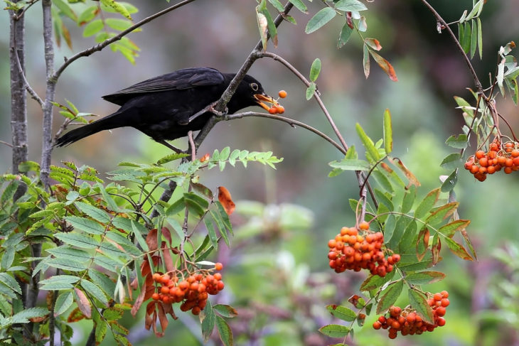 Blackbird on Rowan © Margaret Holland