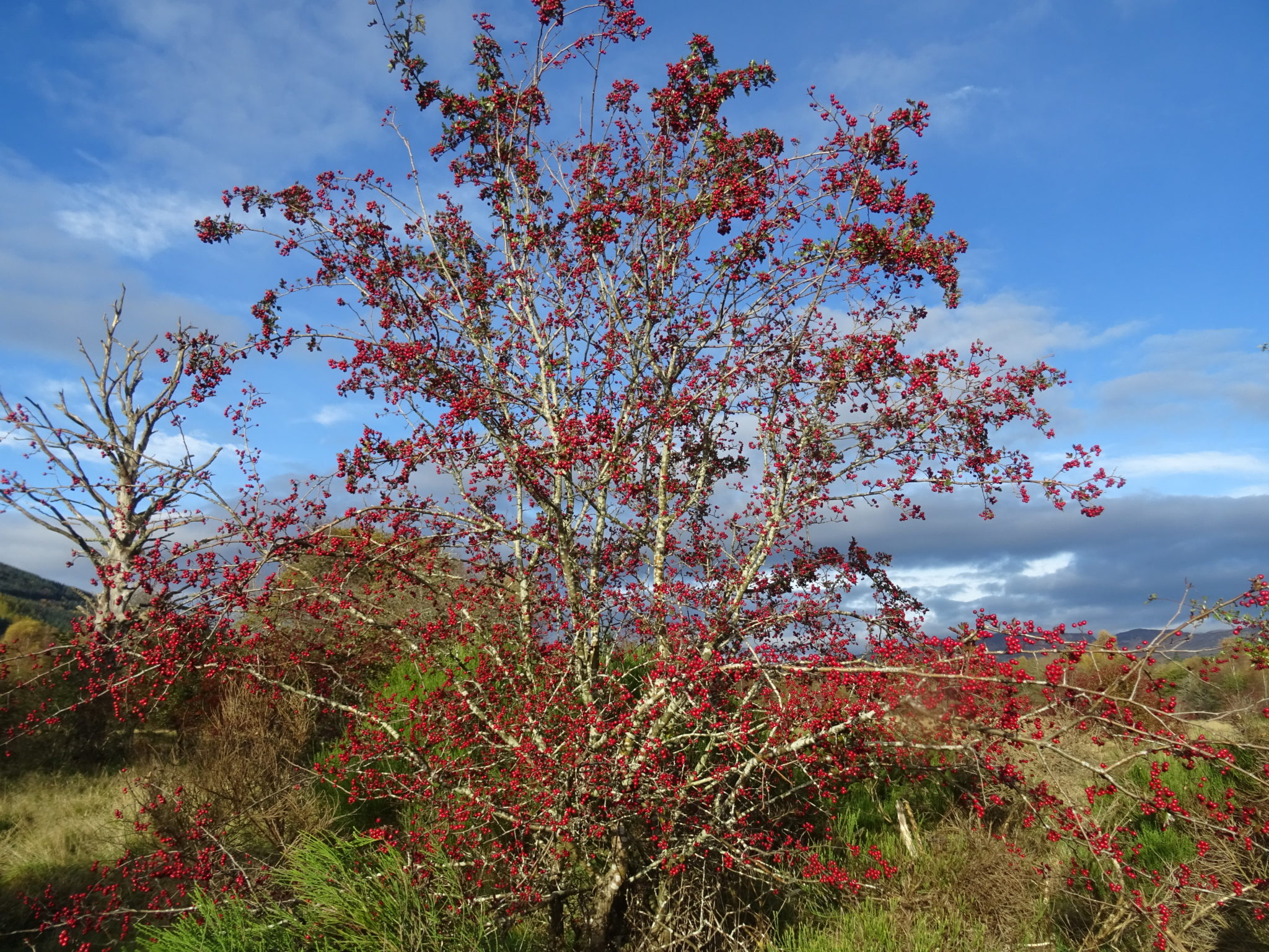 Autumn Fruits | Scottish Wildlife Trust