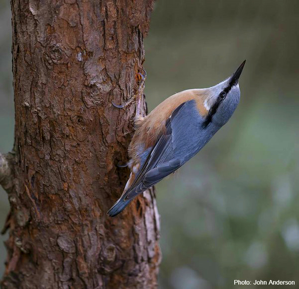 Nuthatch ©John Anderson 
