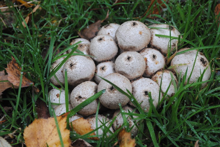 Puffballs © Amy Lewis