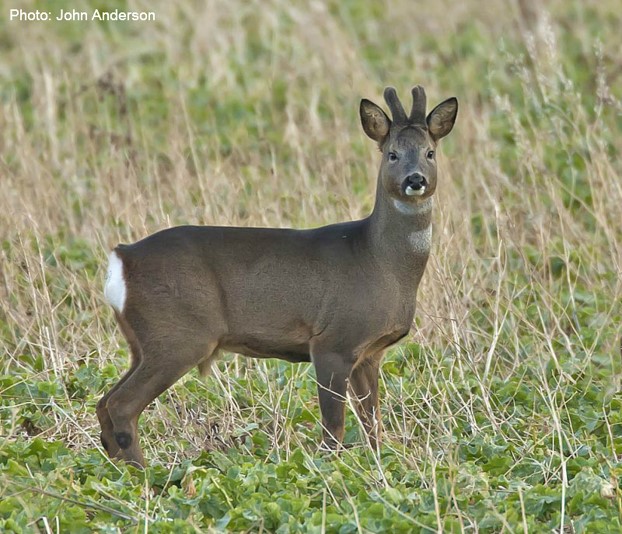 Roe Deer ©John Anderson