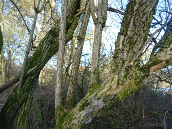 Bark and buds | Scottish Wildlife Trust