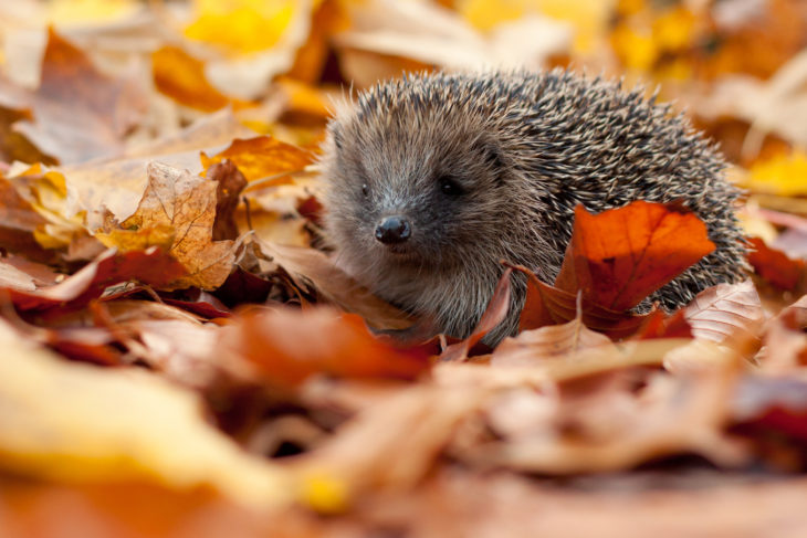 Hedgehog in autumn leaves ©Tom Marshall