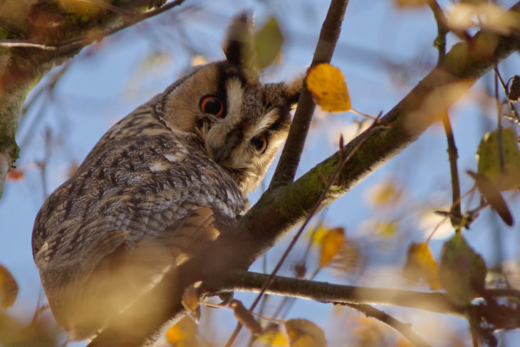 Long-eared owl © Bernard Stam