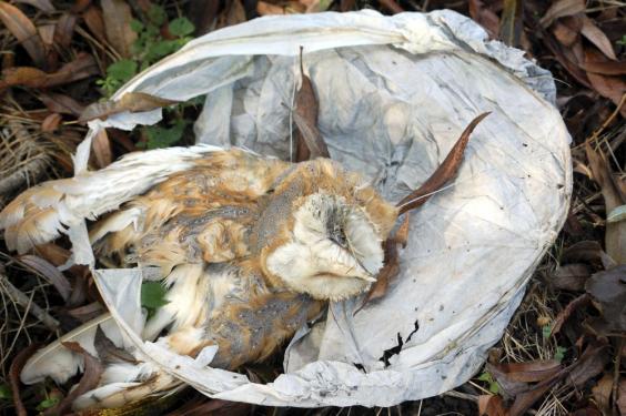 Dead barn owl entangled in Chinese lantern