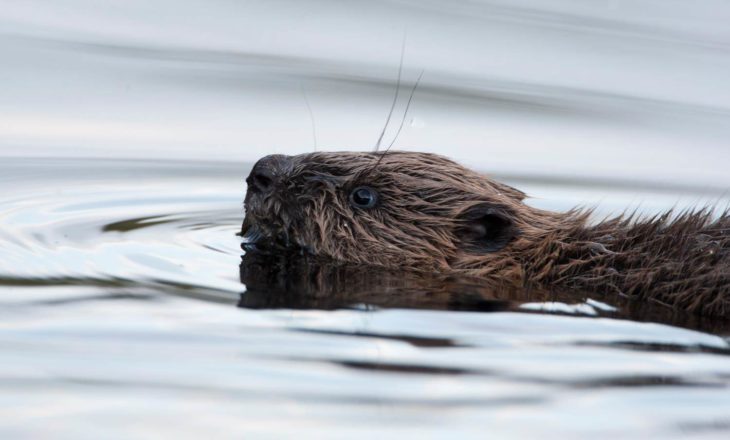 Beaver