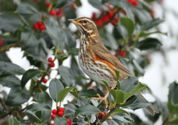 Redwing © Jon Hawkins - Surrey Hills Photography