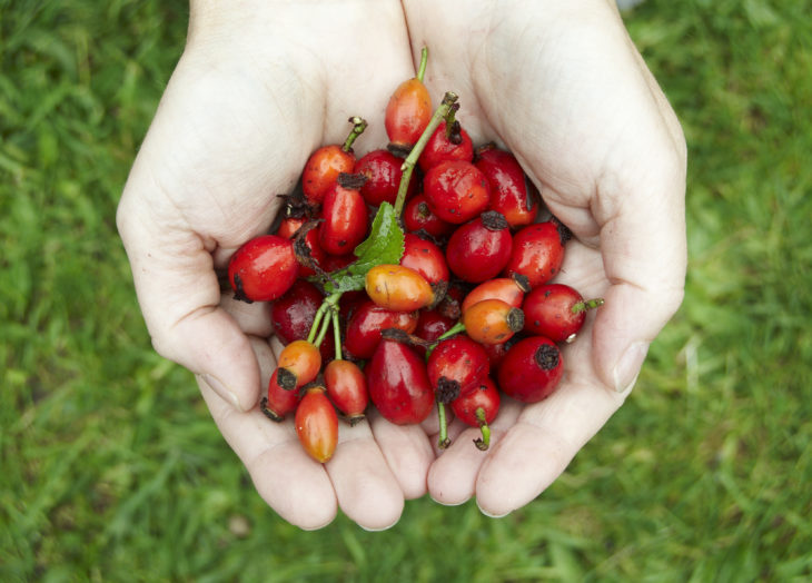 Rosehips © www.gatehousestudio.co.uk