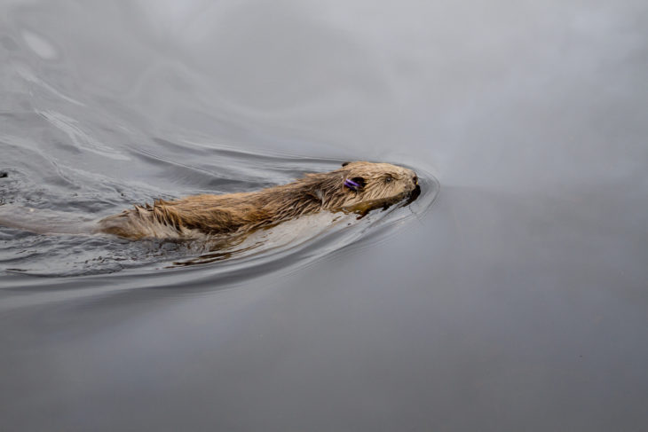 Scottish Beavers reinforcement 2017